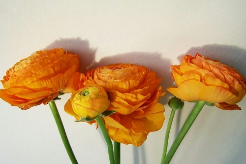 花卉采購APP開發(fā)的功能及其優(yōu)勢(圖3)