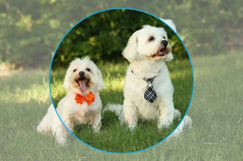 寵物醫(yī)療APP開(kāi)發(fā)可行性分析