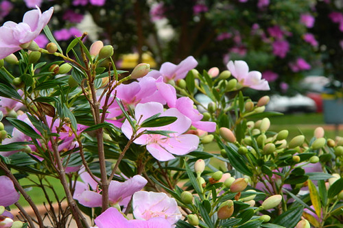德州花卉園藝種植小程序開發功能模塊(圖2)